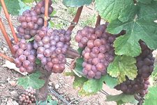 9-vino-klima.jpg 9-vino-klima.jpg