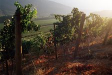 6-vino-klima.jpg 6-vino-klima.jpg