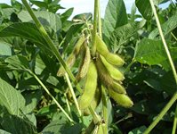 6-lusteniny-1.jpg 6-lusteniny-1.jpg