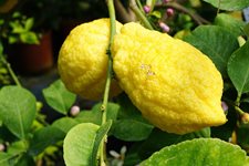 8-citrusy.jpg 8-citrusy.jpg