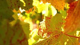 10-vino-klima.jpg 10-vino-klima.jpg