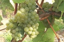 8-vino-klima.jpg 8-vino-klima.jpg