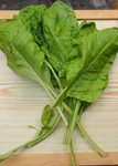 3-mangold-2.jpg 3-mangold-2.jpg